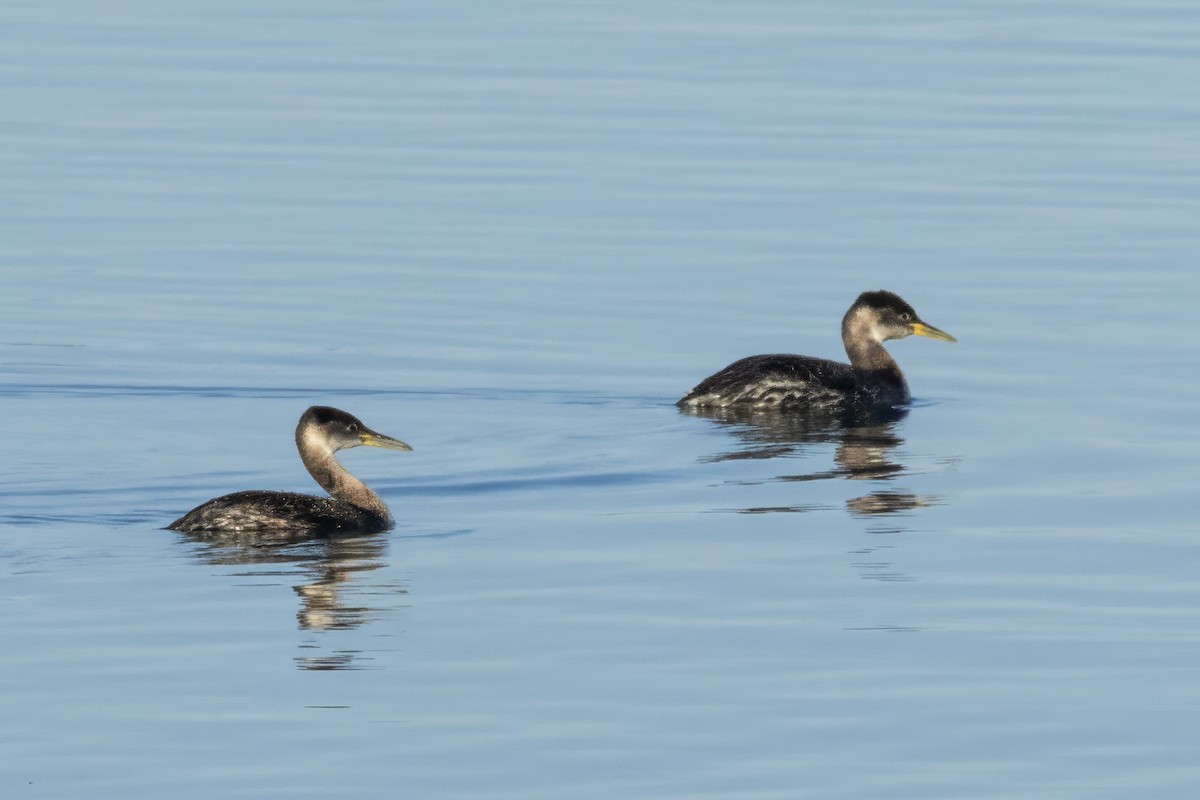 Red-necked Grebe - marlin harms