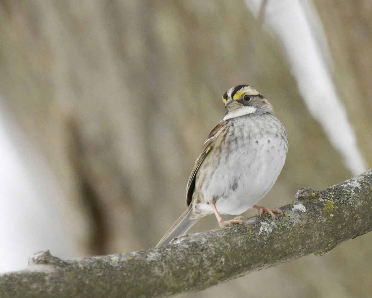White-throated Sparrow - ML615145559