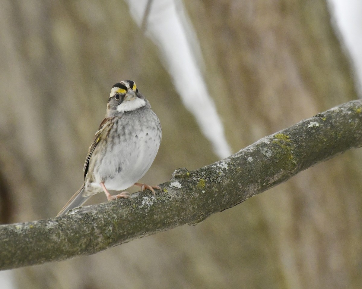 White-throated Sparrow - ML615145562