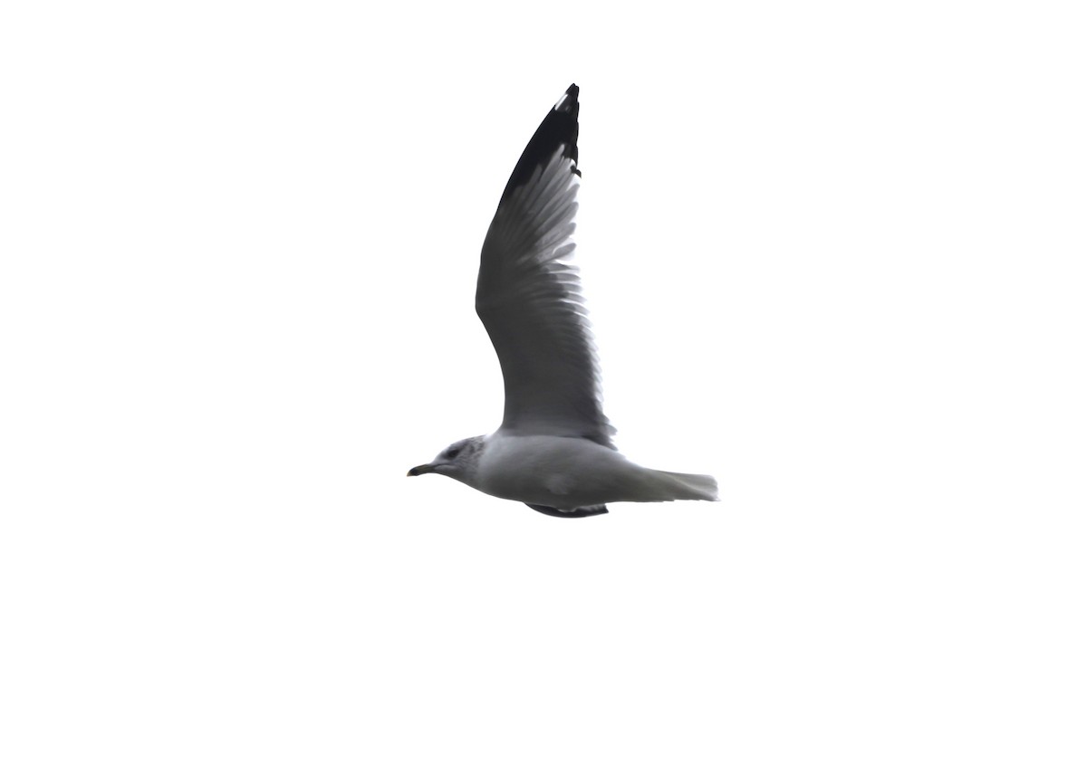 Делавэрская чайка - ML615145668