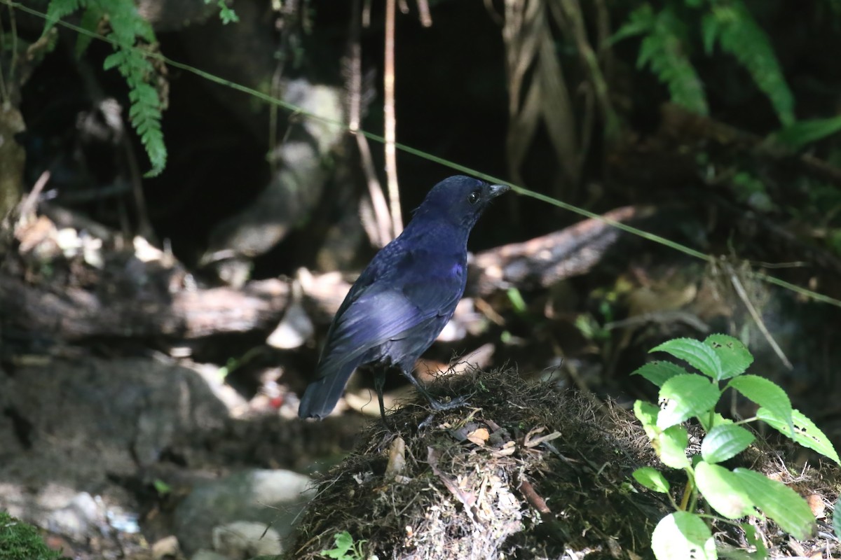 Яванская синяя птица - ML615145755