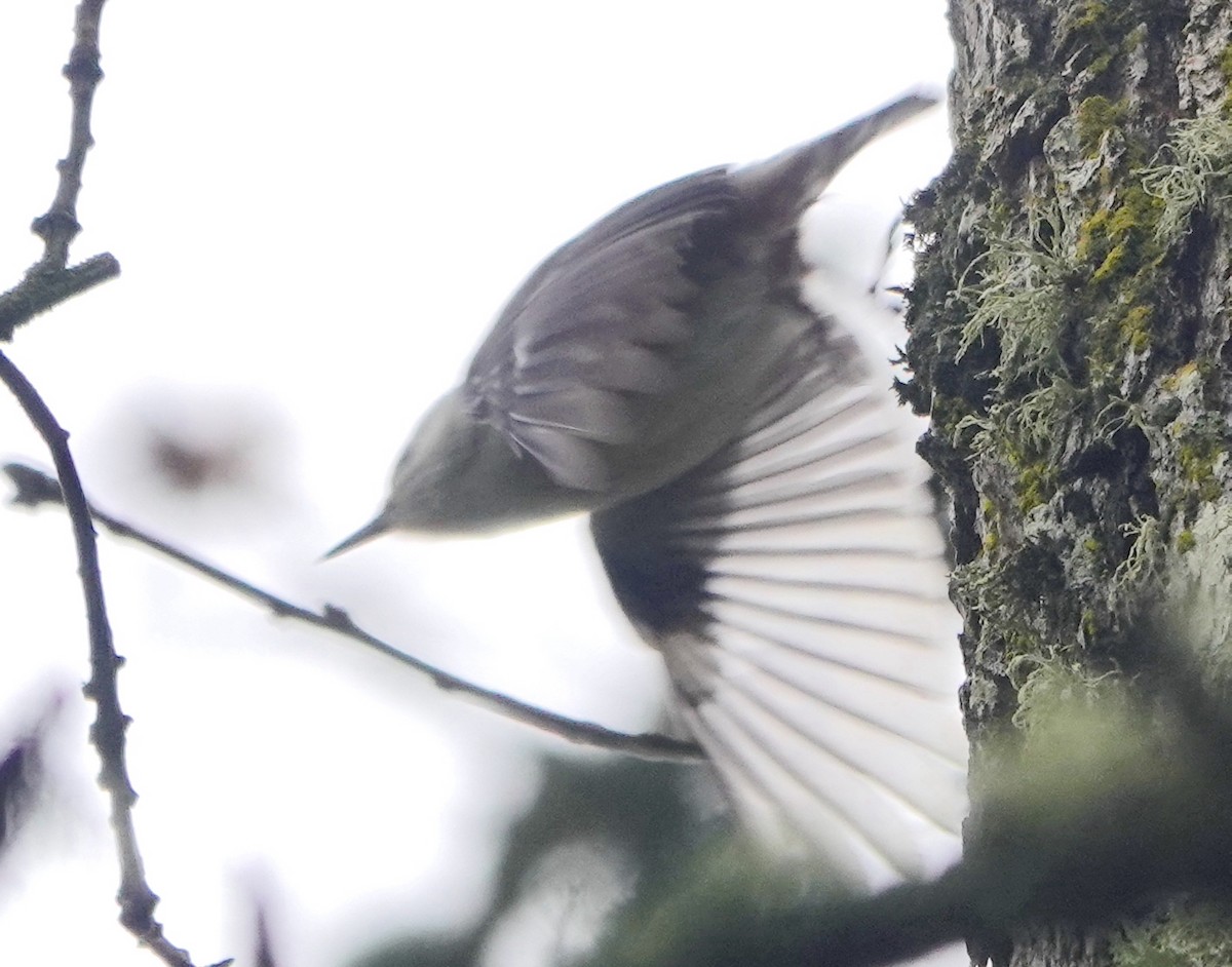 White-breasted Nuthatch (Pacific) - ML615145816