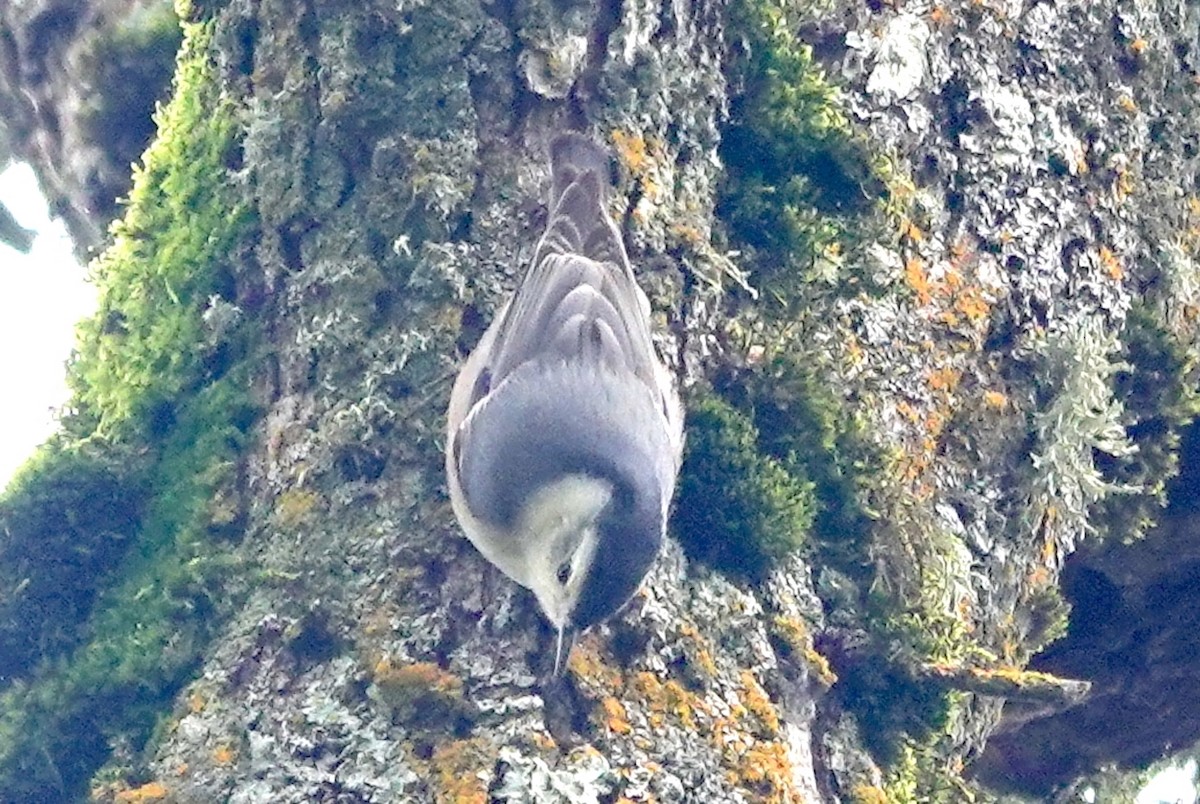 White-breasted Nuthatch (Pacific) - ML615145817