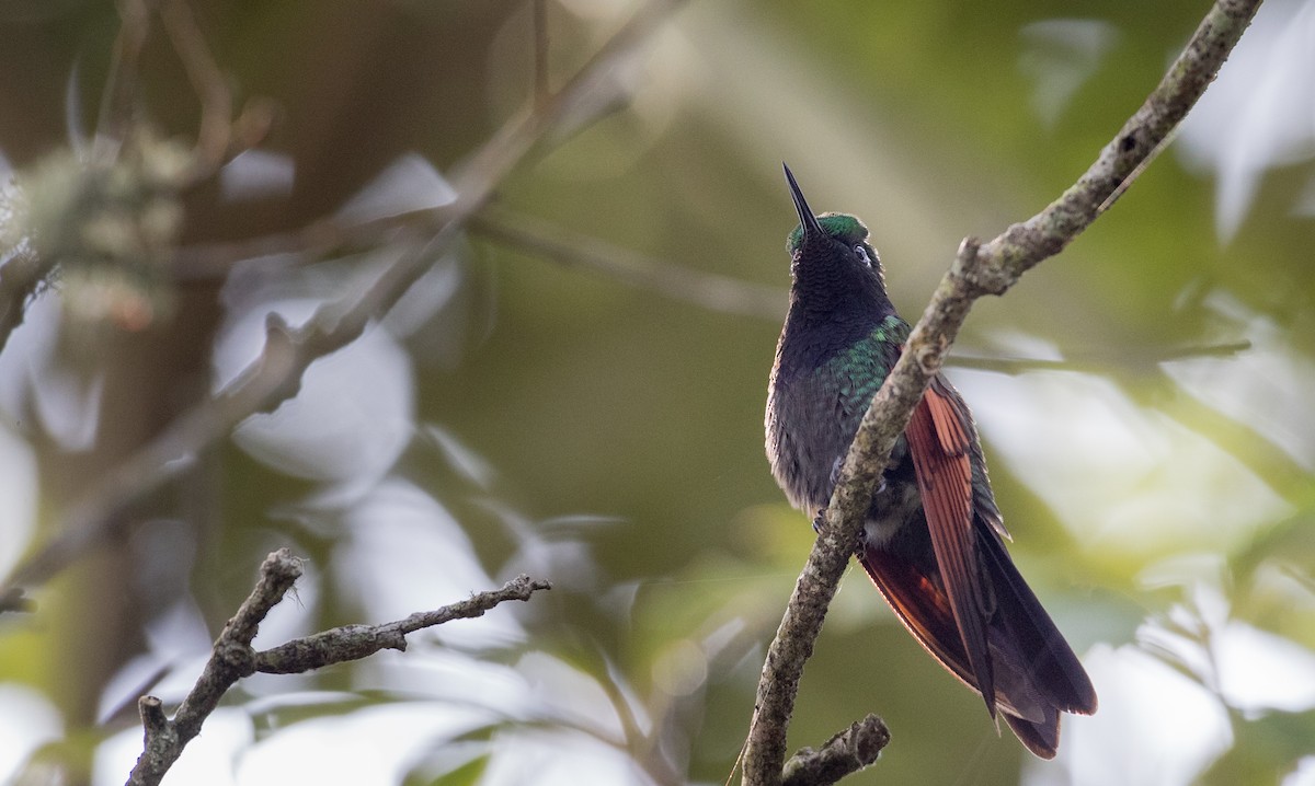 Garnet-throated Hummingbird - Ian Davies