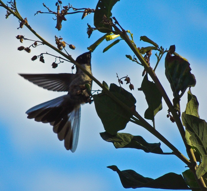 kolibřík výšinový - ML615145922