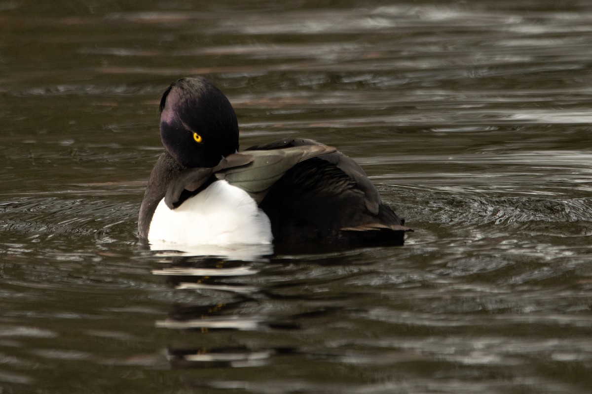 Tufted Duck - ML615146025