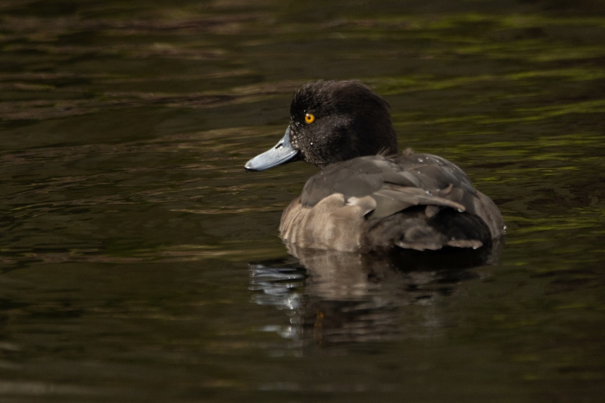 Tufted Duck - ML615146026