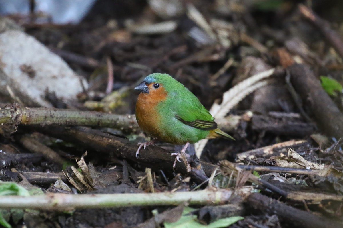 Tawny-breasted Parrotfinch - ML615146038