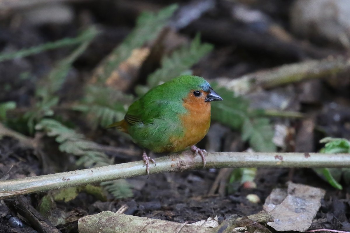 Tawny-breasted Parrotfinch - ML615146043