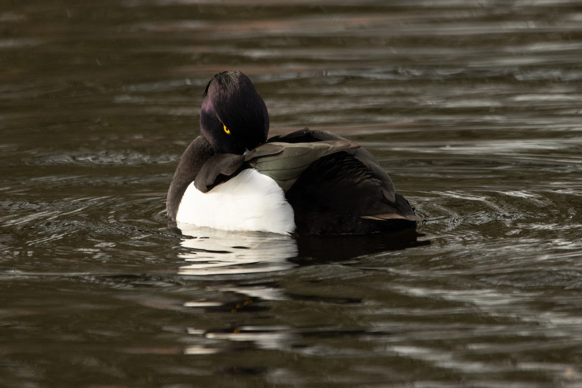 Tufted Duck - ML615146103