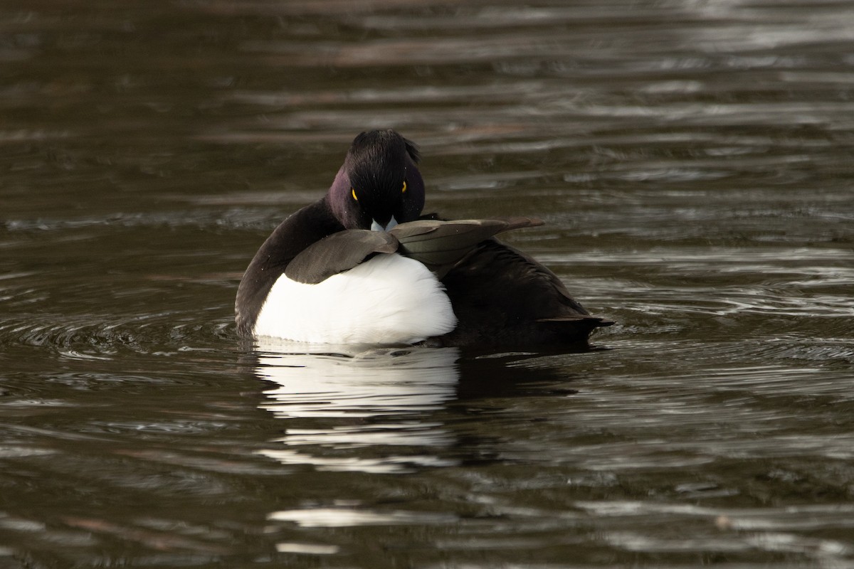 Tufted Duck - ML615146104