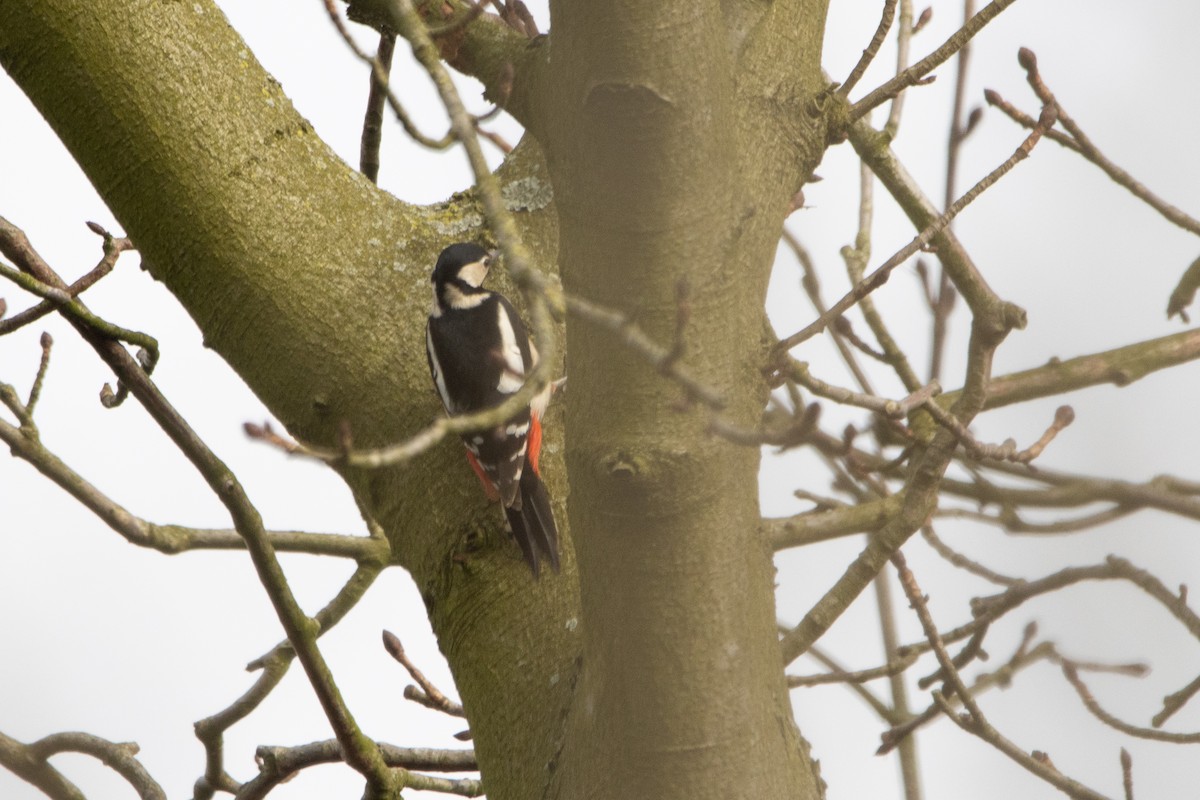 Great Spotted Woodpecker - ML615146134