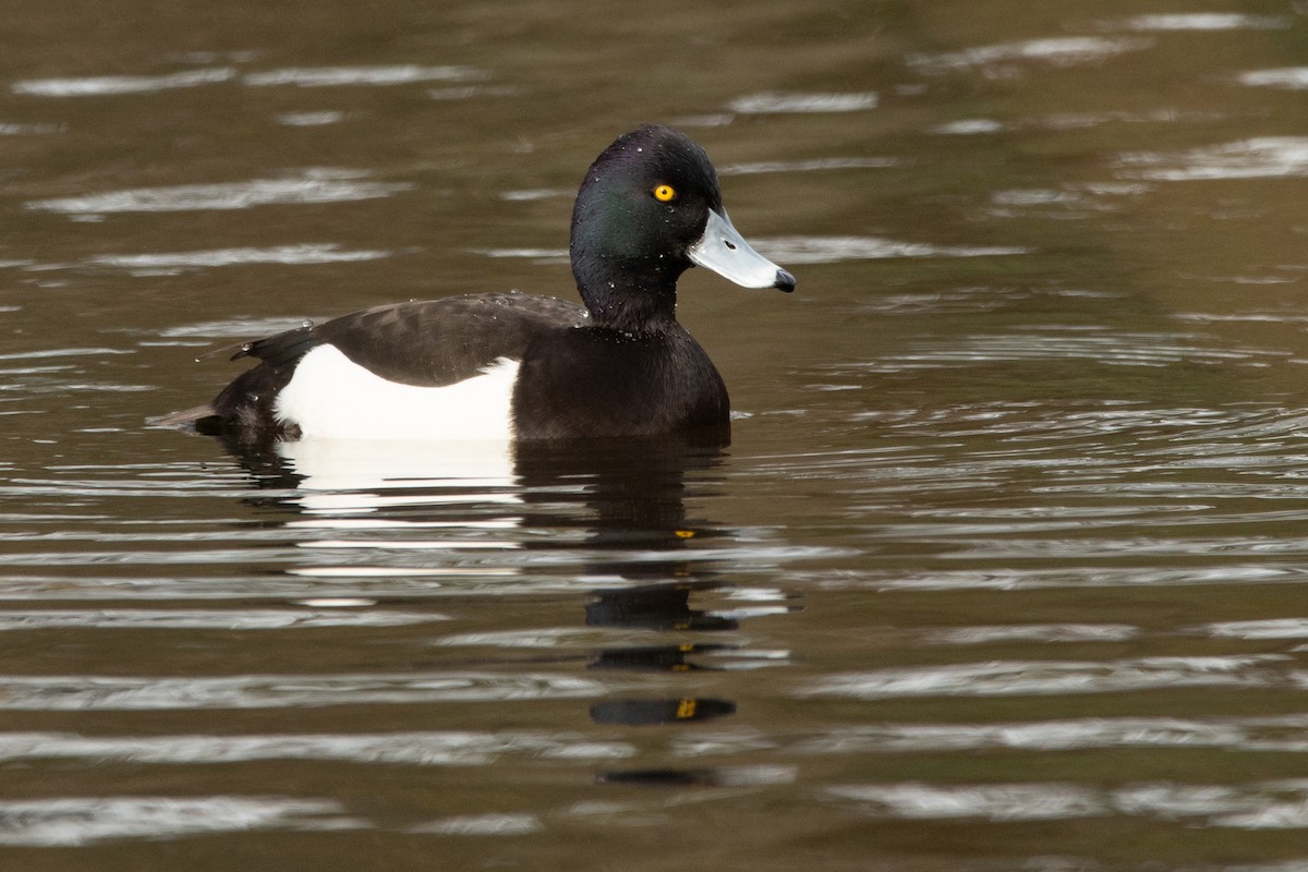 Tufted Duck - ML615146297
