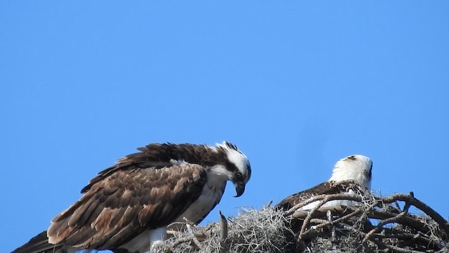 Águila Pescadora (ridgwayi) - ML615146381
