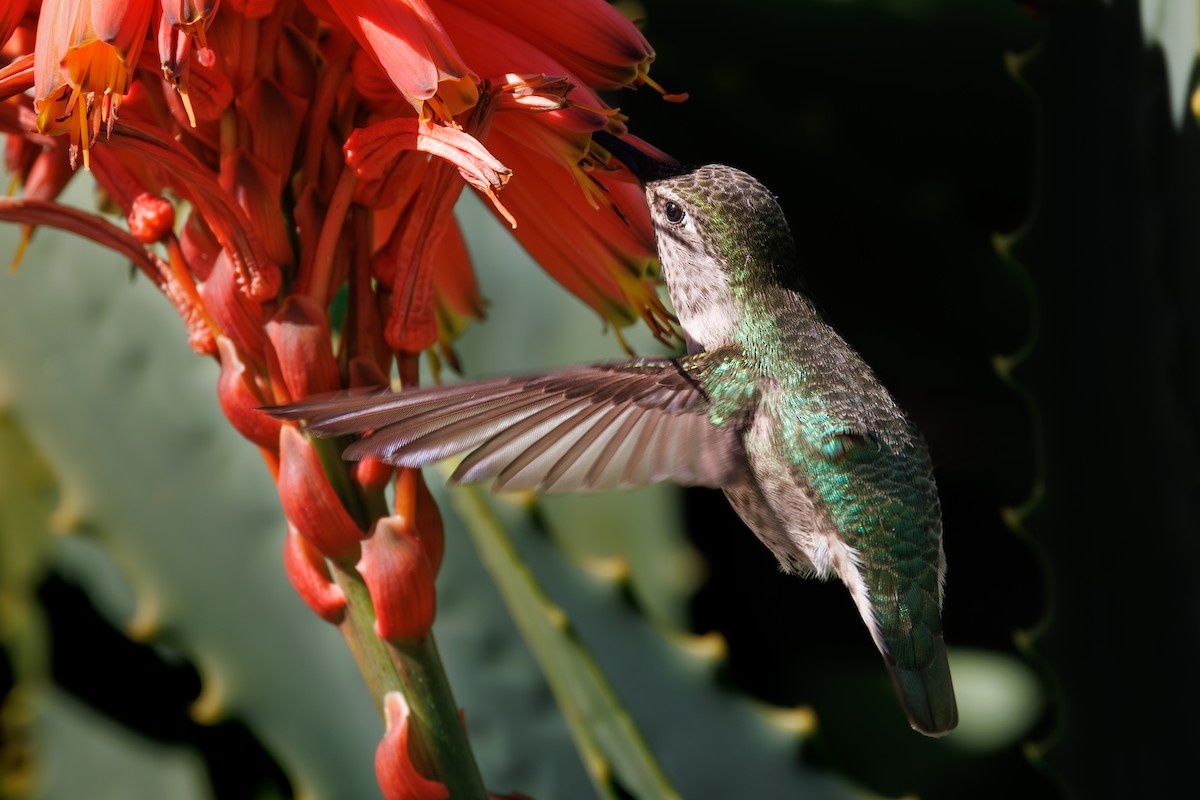 Anna's Hummingbird - ML615146412