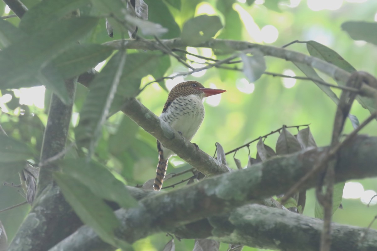 Banded Kingfisher - Jildert Hijlkema