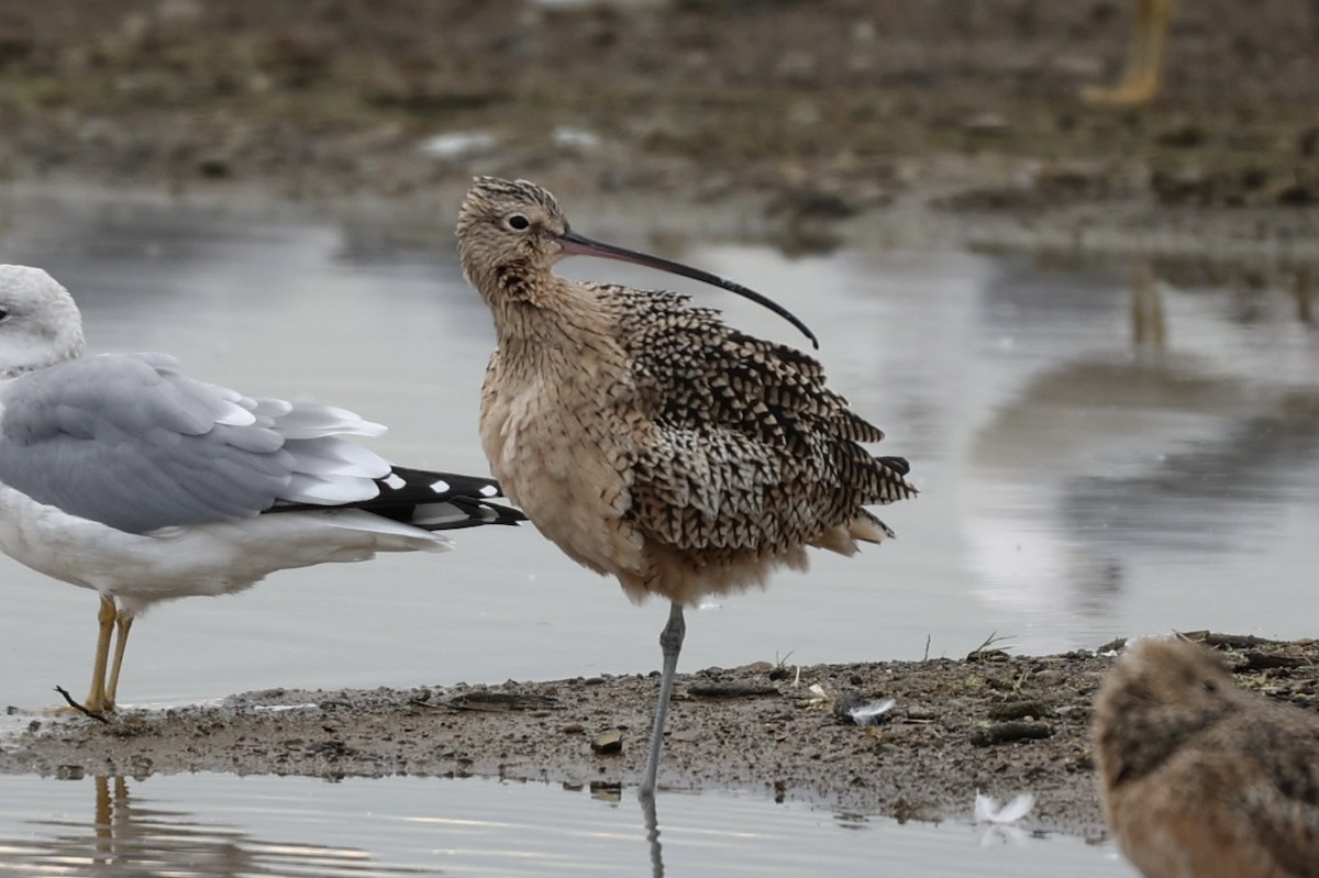 Long-billed Curlew - ML615146561