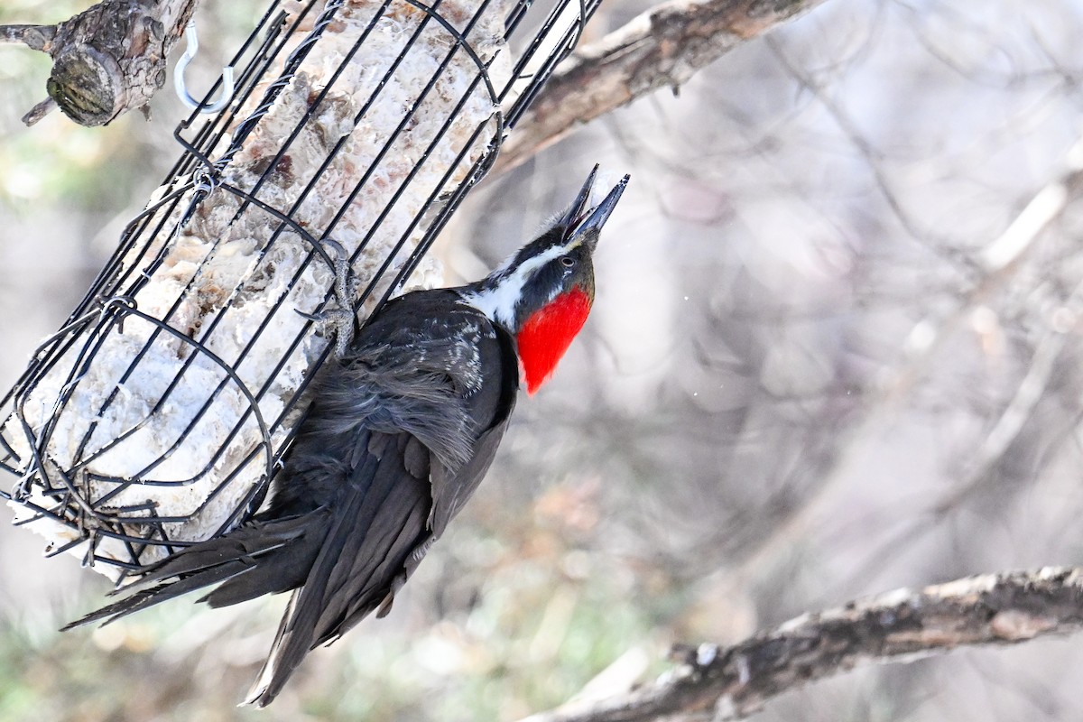 Pileated Woodpecker - ML615146625