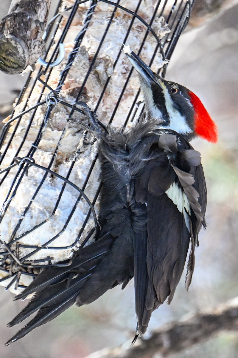 Pileated Woodpecker - ML615146626