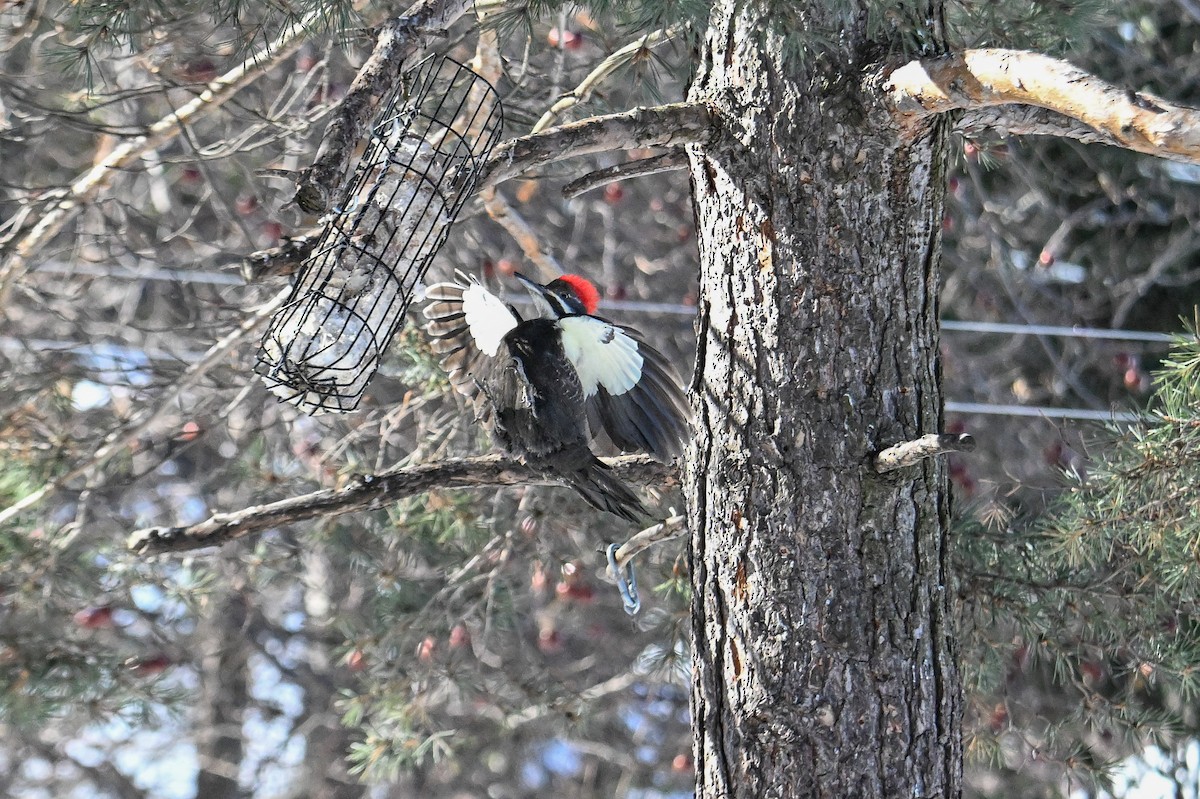 Pileated Woodpecker - ML615146629