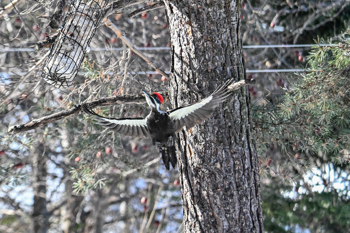 Pileated Woodpecker - ML615146630