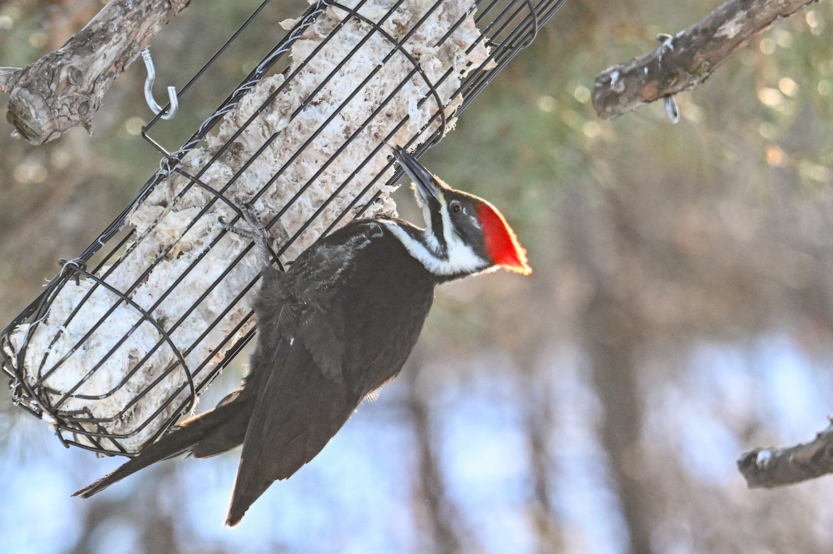 Pileated Woodpecker - ML615146636