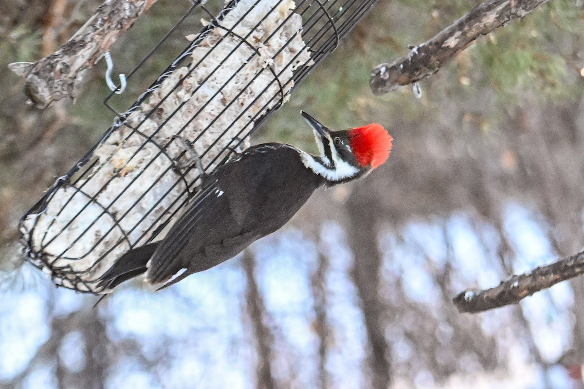 Pileated Woodpecker - ML615146637