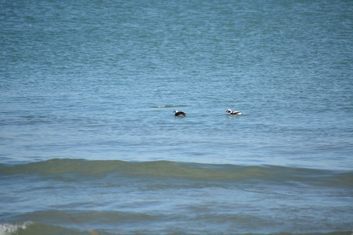 Long-tailed Duck - ML615146701