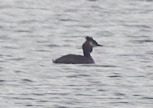 Great Crested Grebe - ML615146718
