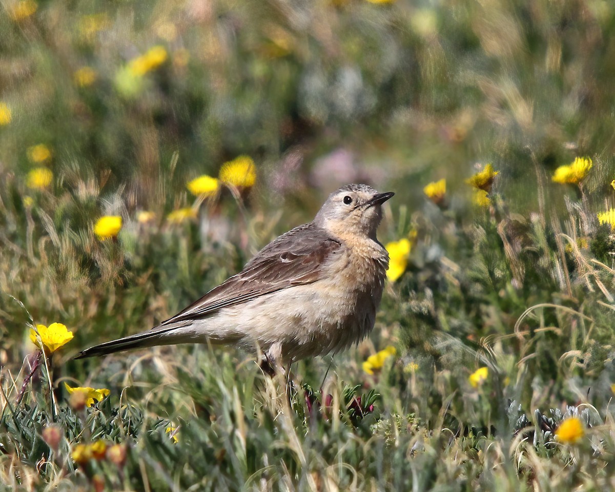 American Pipit - Mike Smith