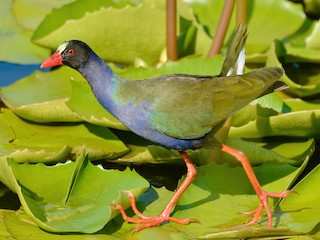  - Allen's Gallinule