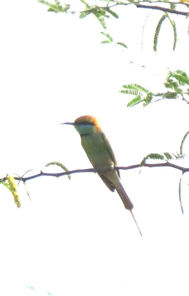 Asian Green Bee-eater - Bob Hargis
