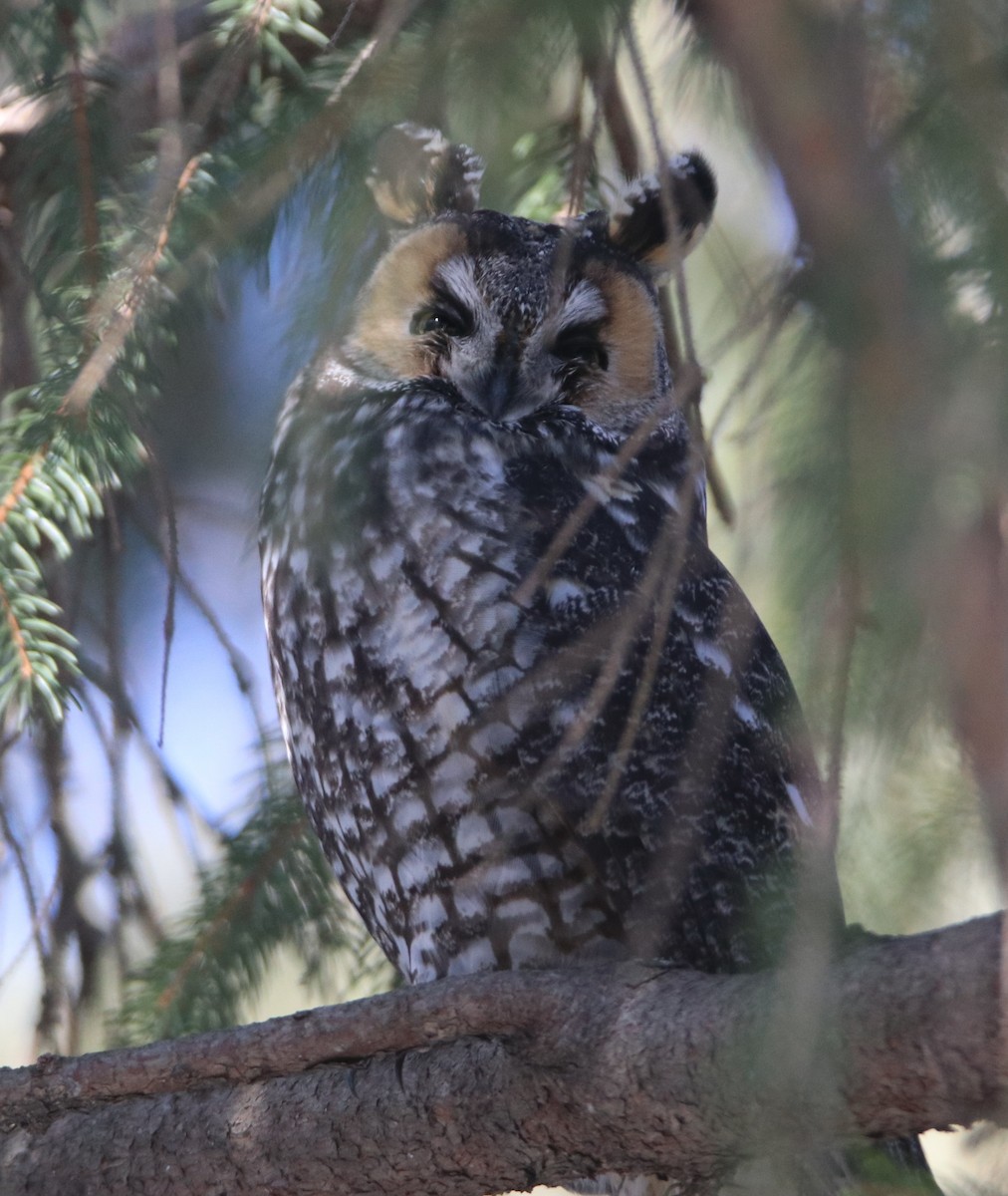 Long-eared Owl - ML615147265