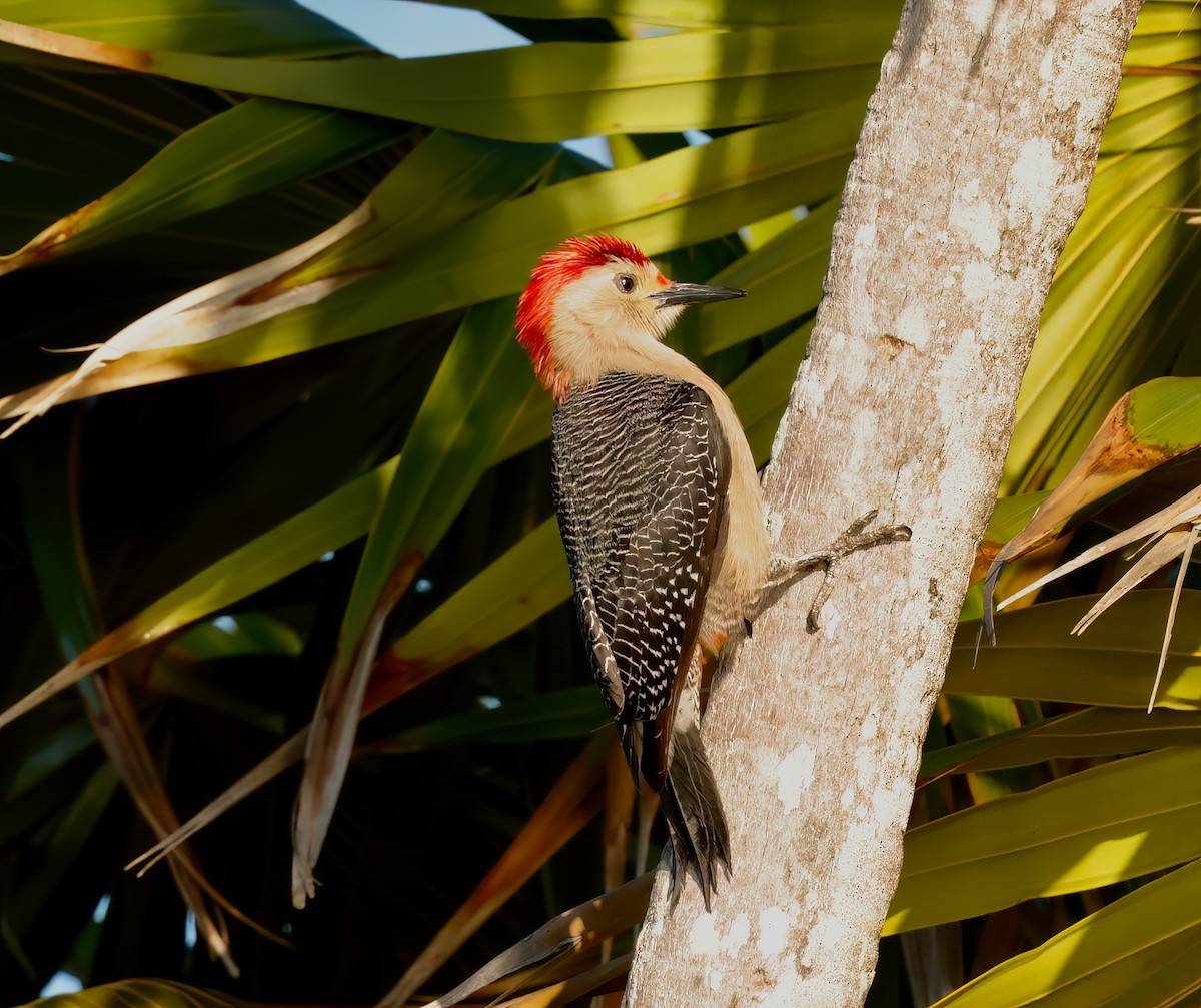Yucatan Woodpecker - ML615147345