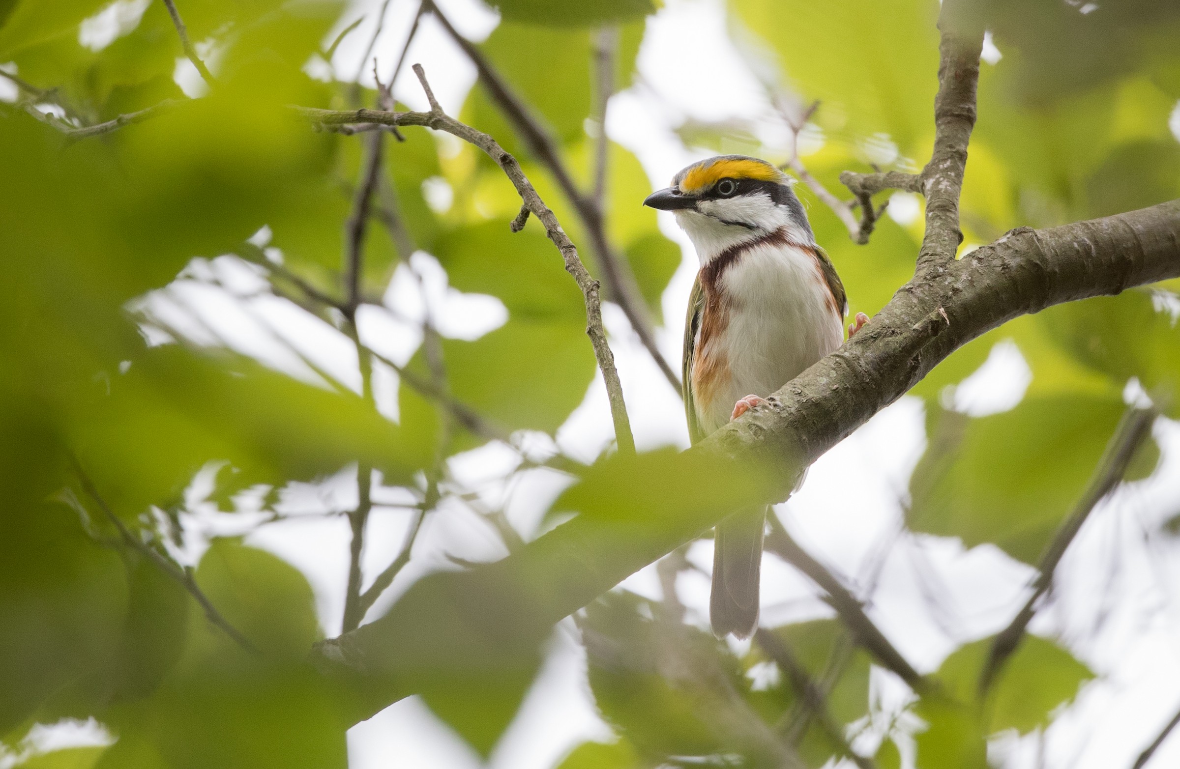 © Ian Davies - Chestnut-sided Shrike-Vireo