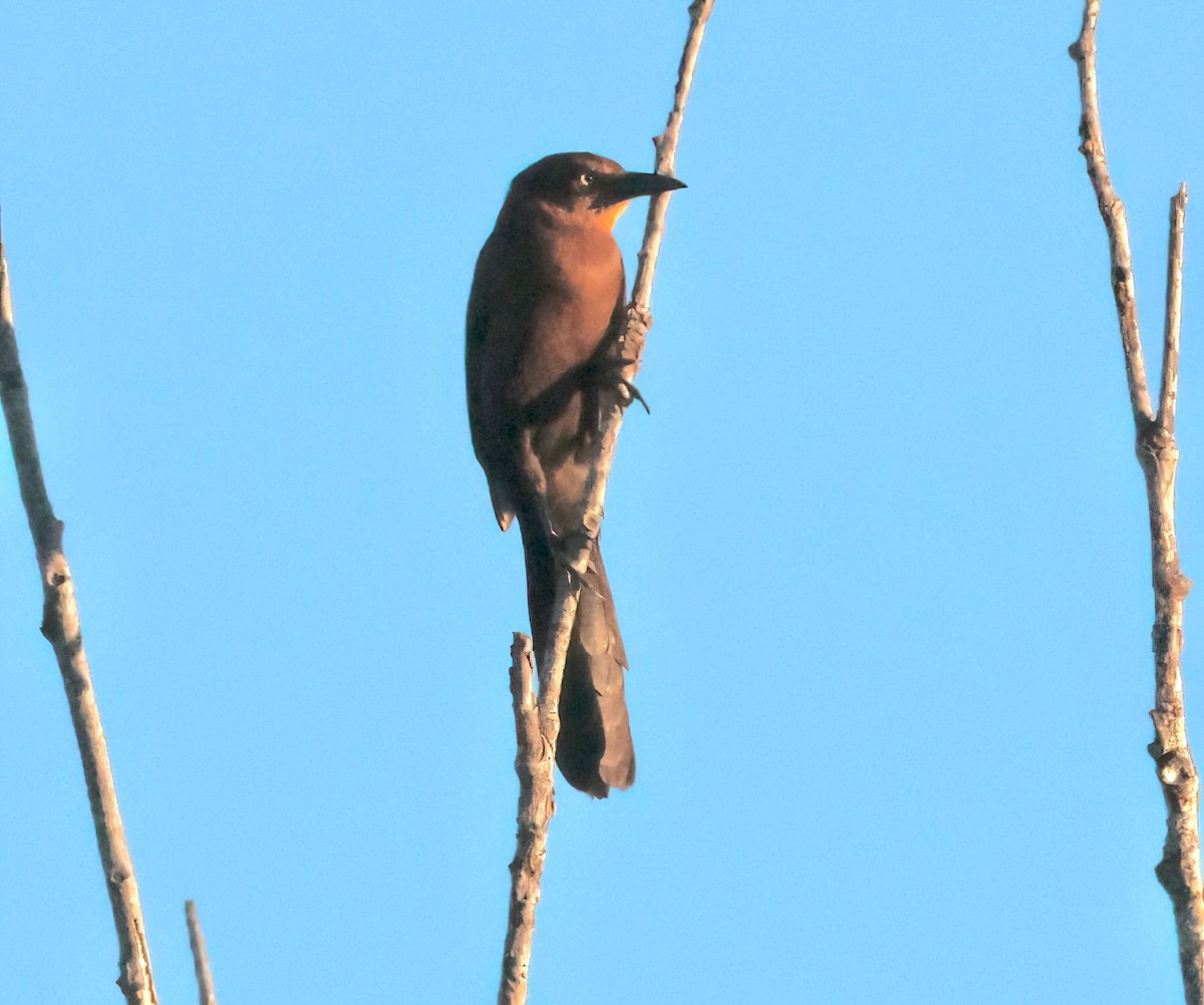 Great-tailed Grackle - ML615147461