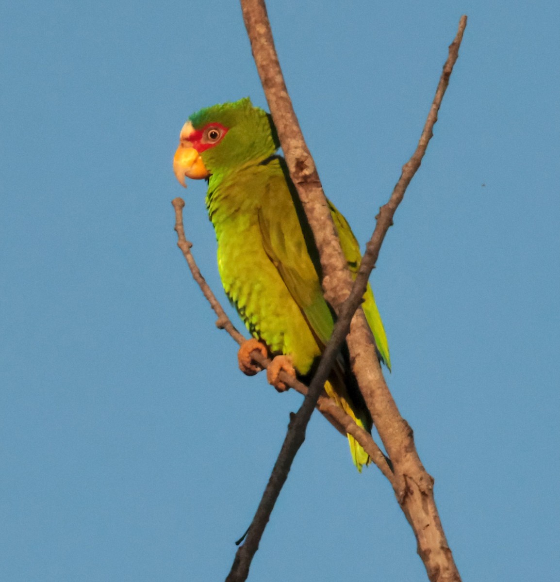 White-fronted Parrot - ML615147487
