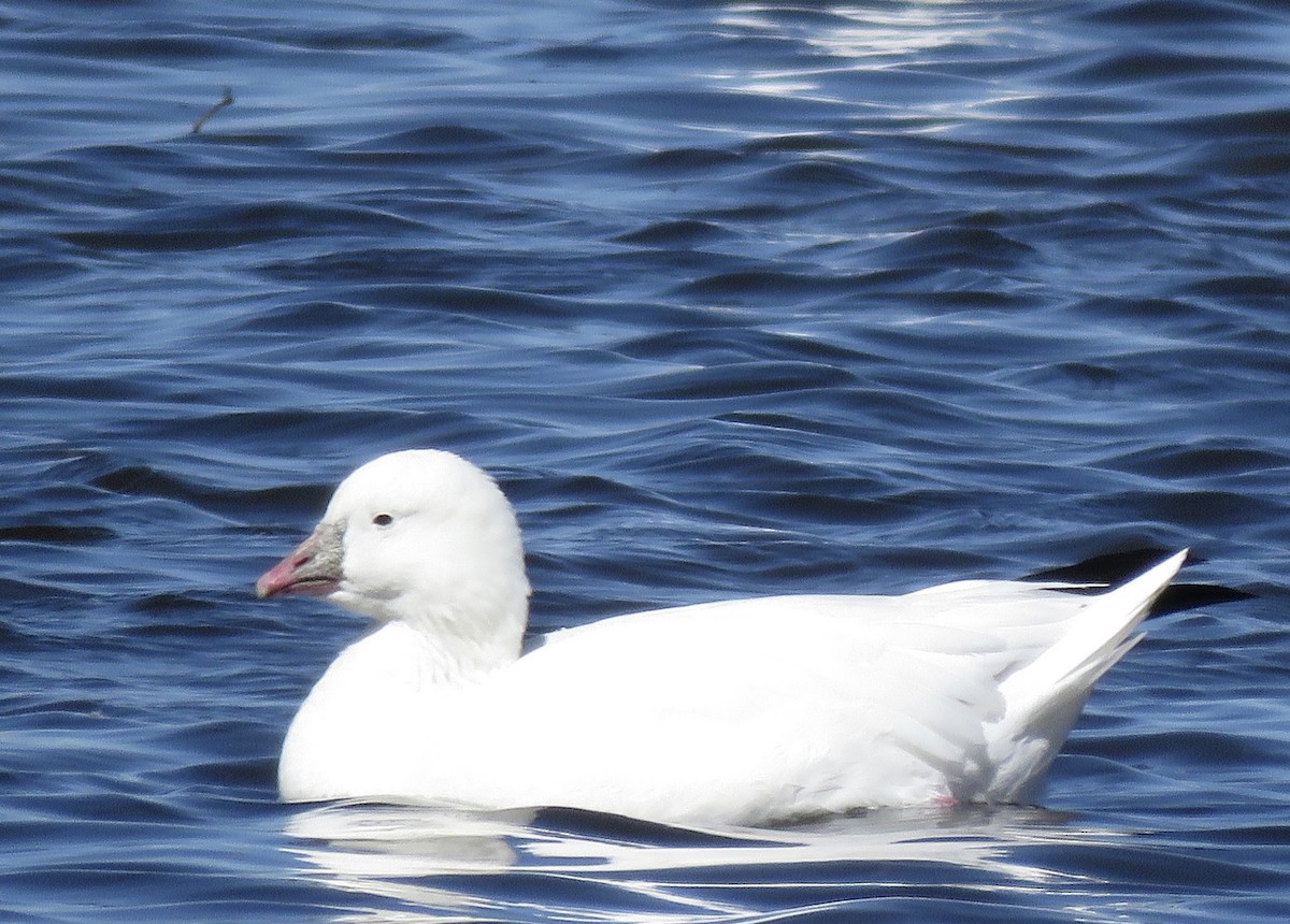 eBird Checklist 21 Feb 2024 Bosque del Apache NWR 39 species (+1