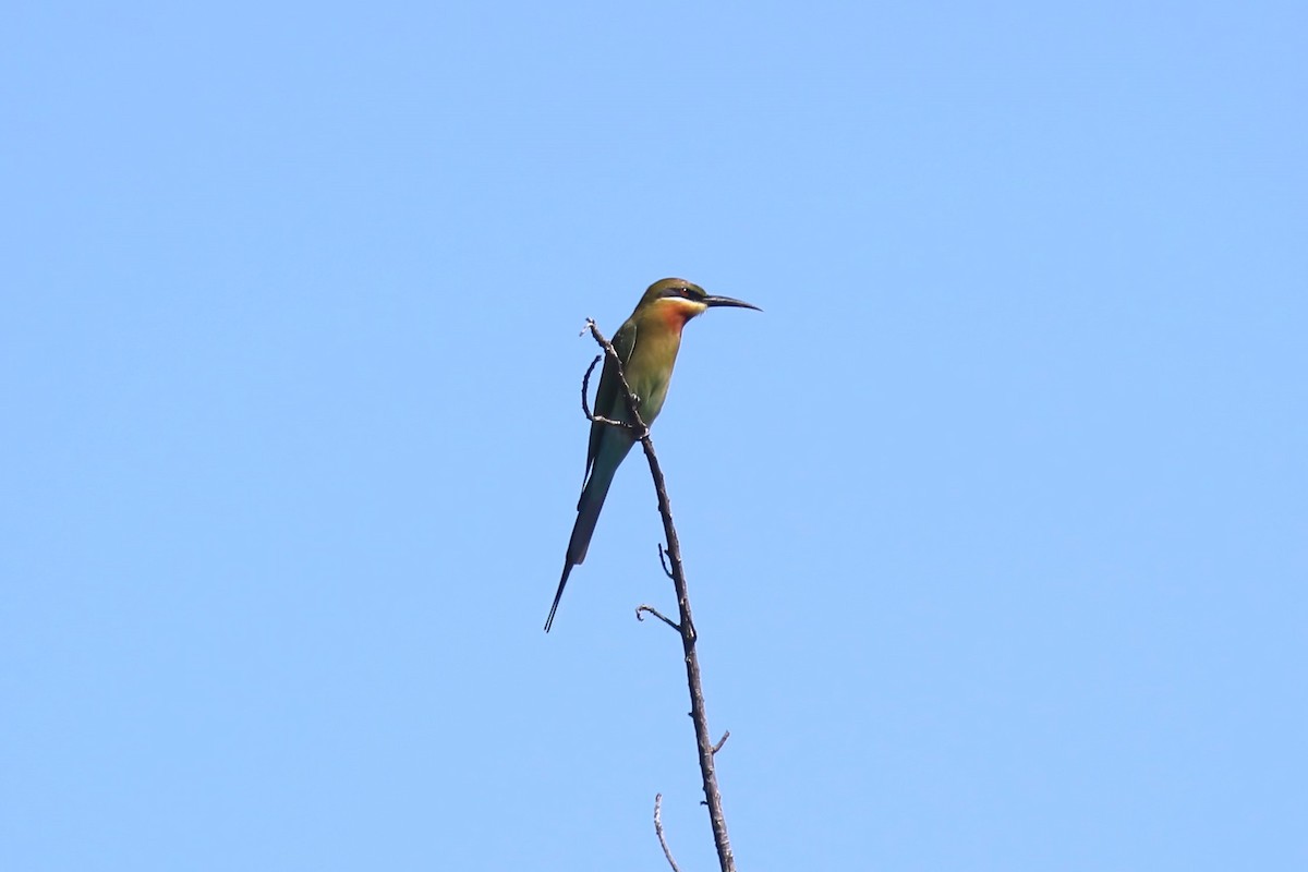 Blue-tailed Bee-eater - ML615147515