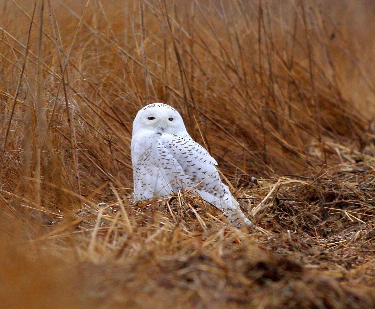 Snowy Owl - ML615147570