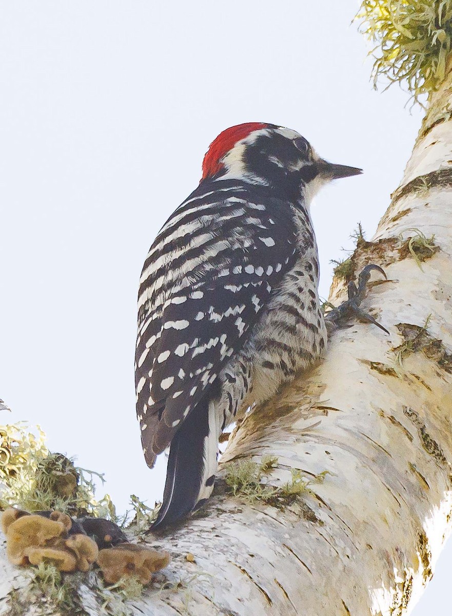 Nuttall's Woodpecker - ML615147759