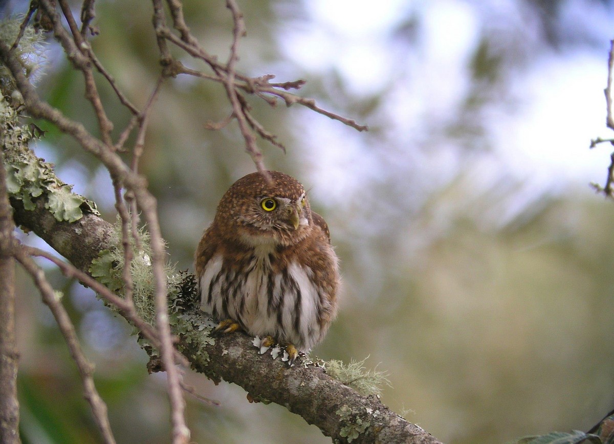 Northern Pygmy-Owl (Mountain) - ML615147789