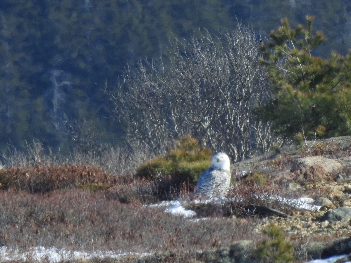 Snowy Owl - ML615147801