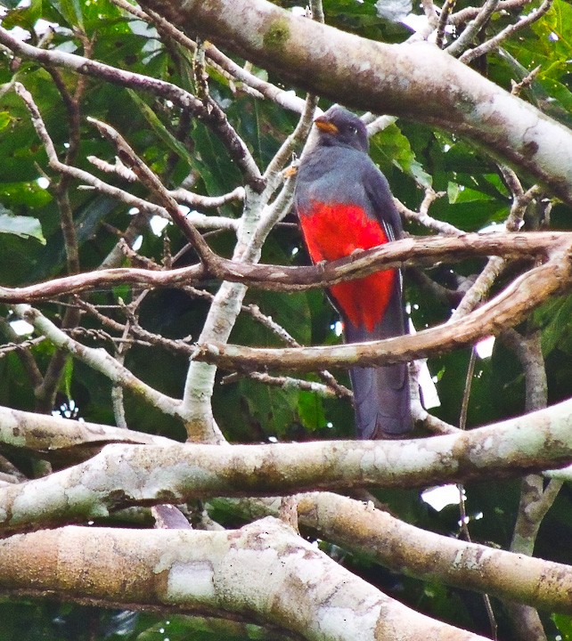 Black-tailed Trogon - Arden Anderson