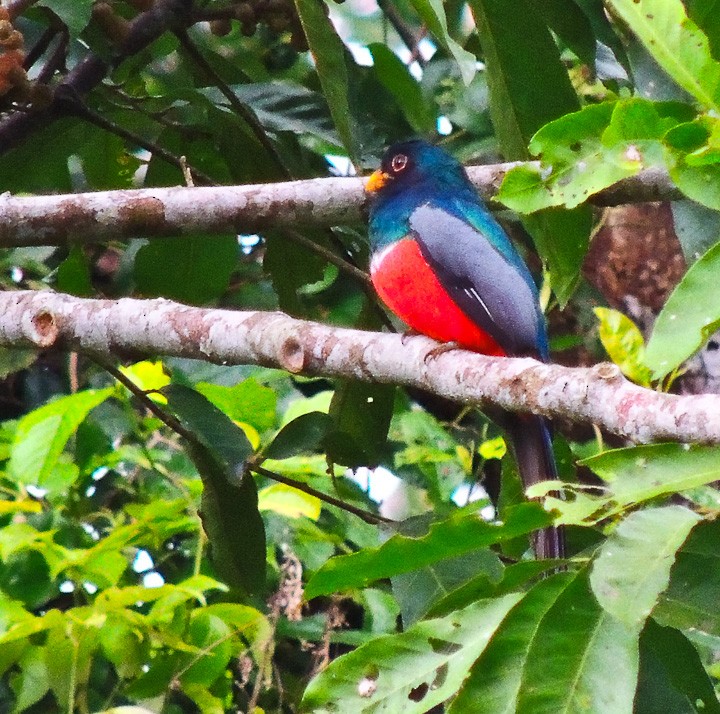Black-tailed Trogon - Arden Anderson