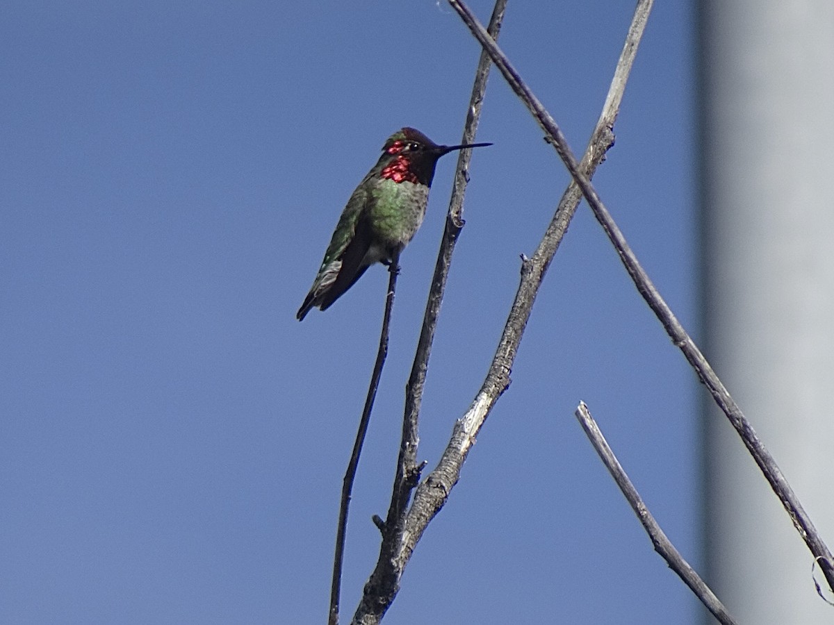 Anna's Hummingbird - ML615147886