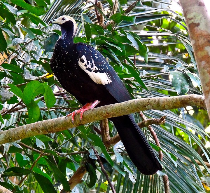 Blue-throated Piping-Guan - ML615147954