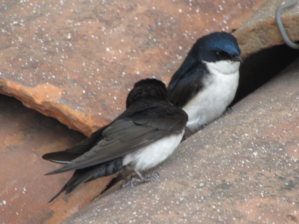 Blue-and-white Swallow - ML615148177