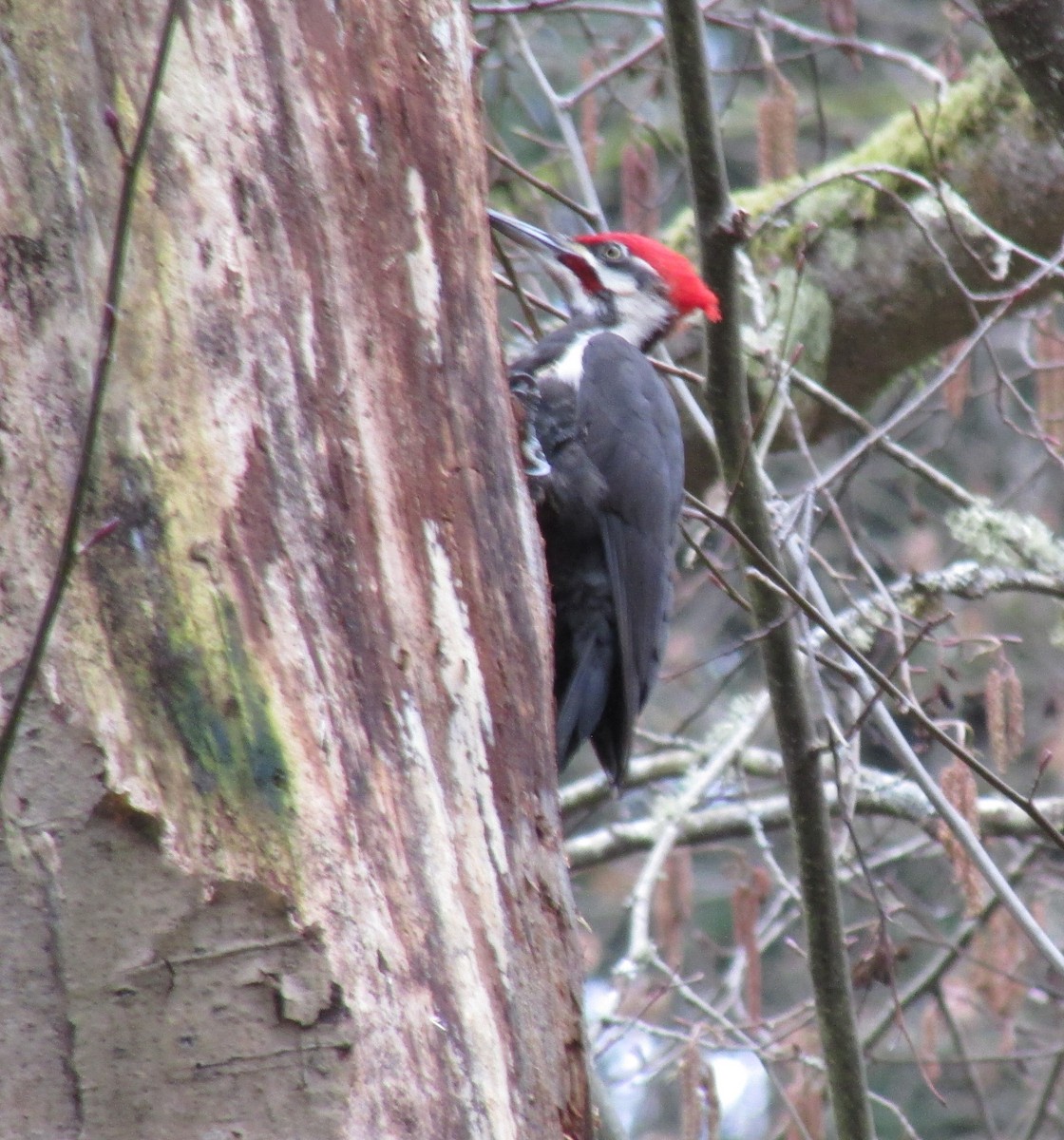 Pileated Woodpecker - ML615148290