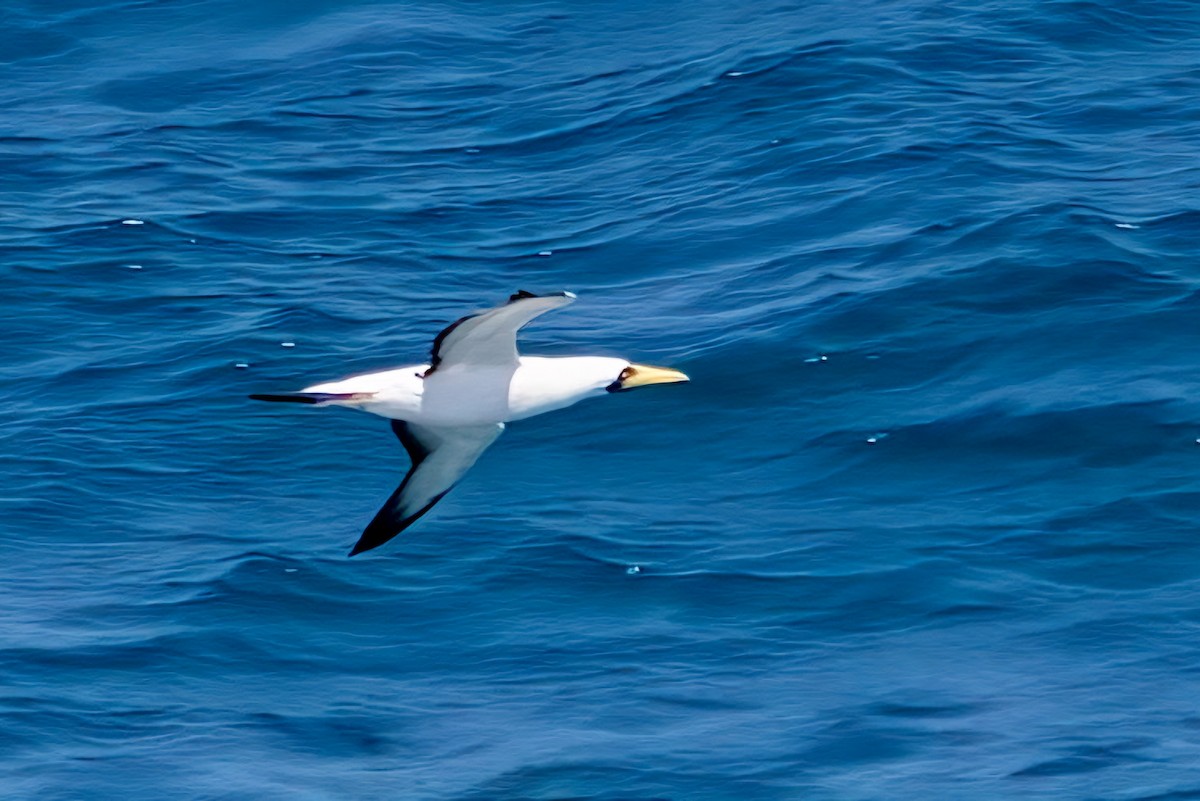Masked Booby - ML615148391